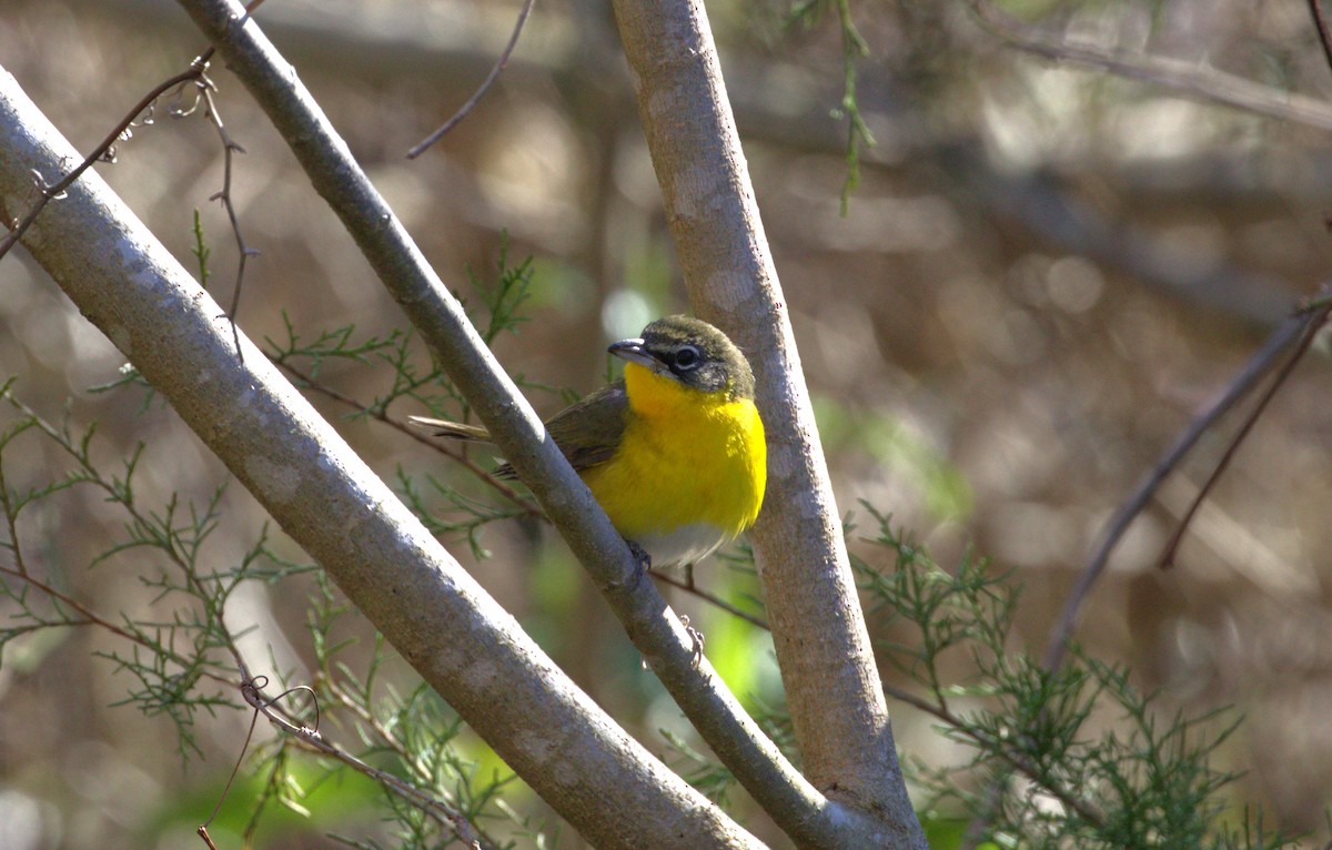 Yellow-breasted Chat - ML615099462