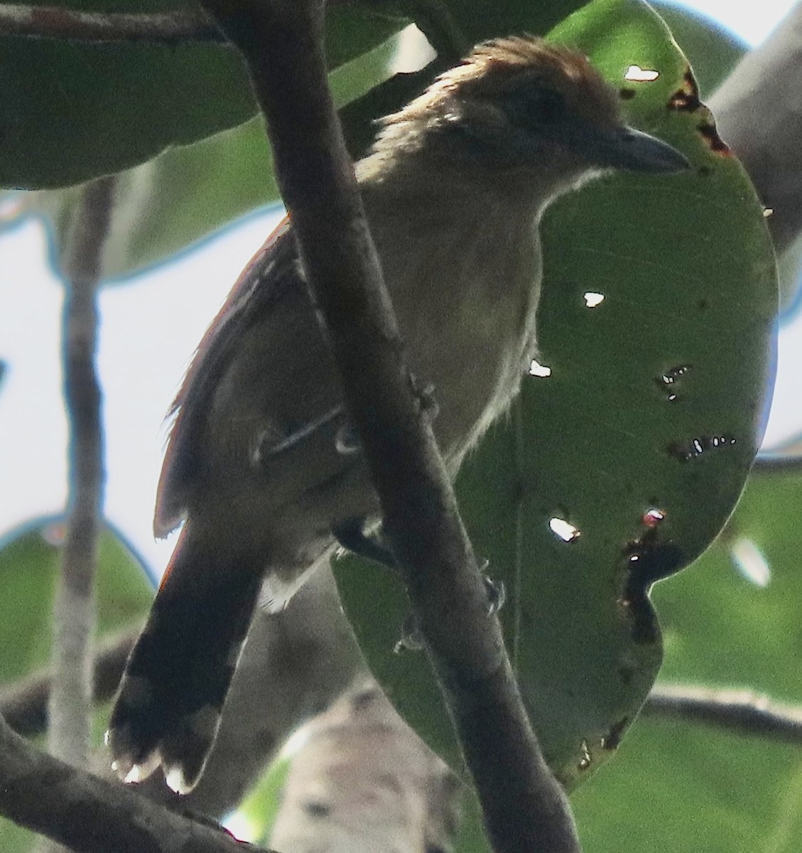 Northern Slaty-Antshrike - ML615099465