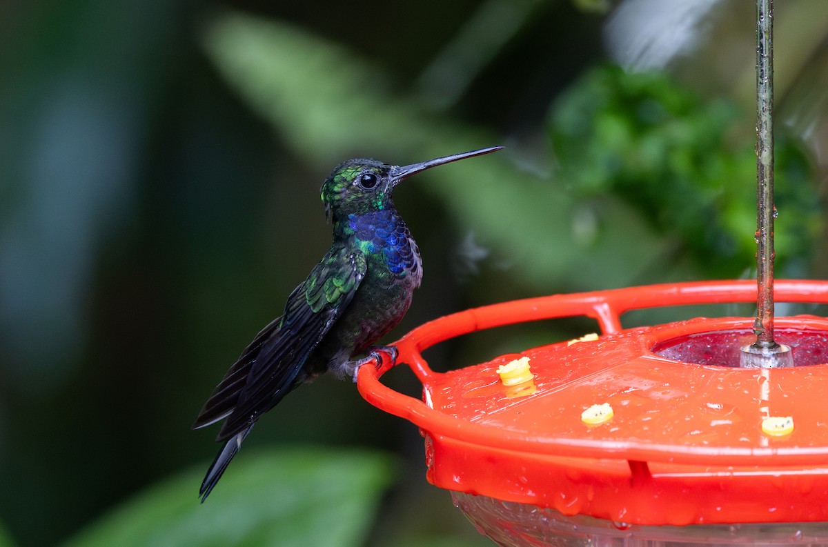 Colibrí del Napo - ML615099471