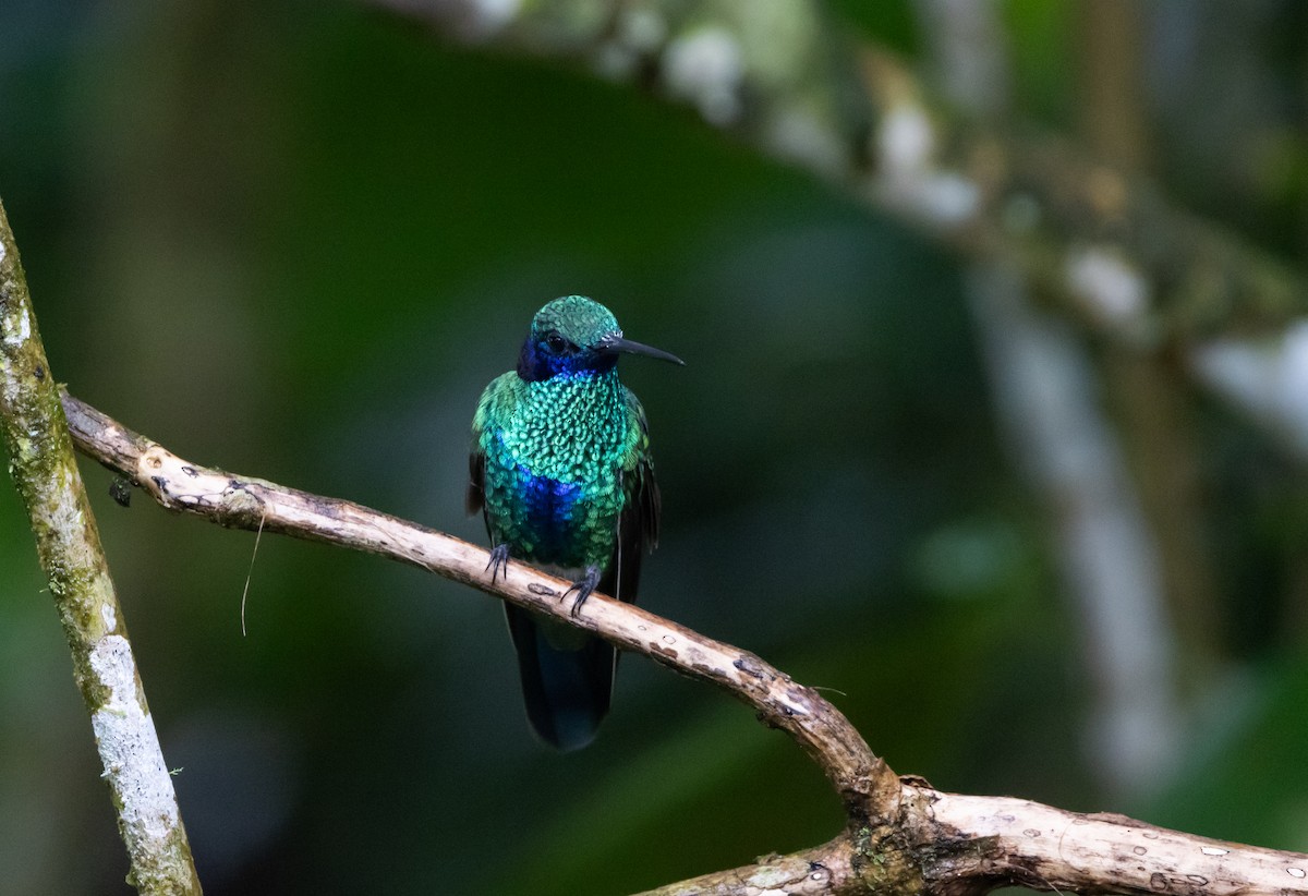 kolibřík modrolící - ML615099475