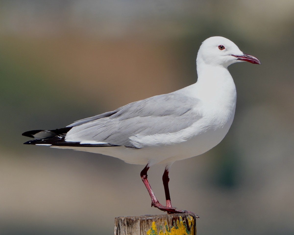 Hartlaub's Gull - ML615099481