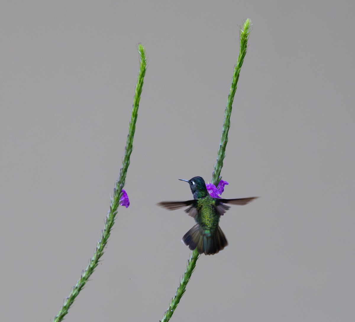 Violet-headed Hummingbird - ML615099487