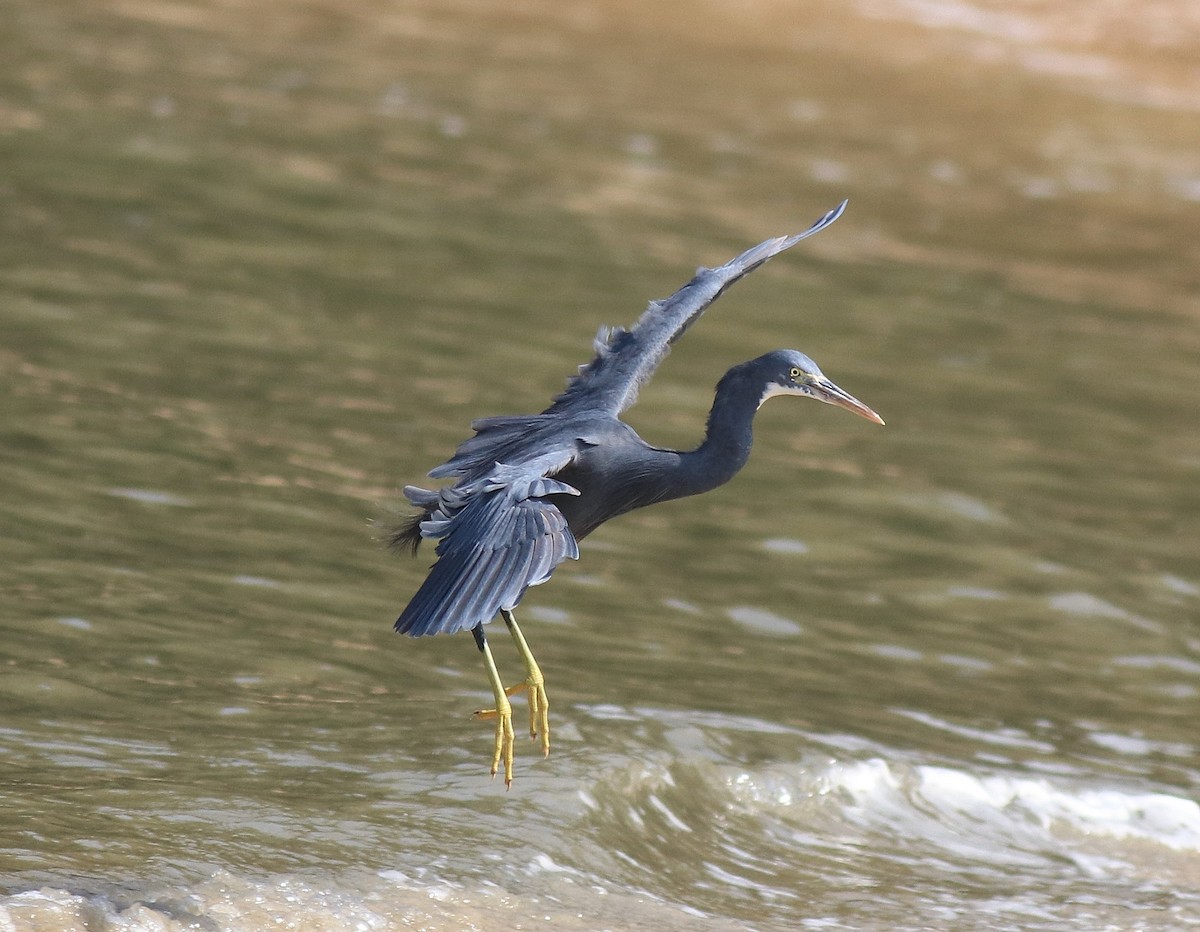 Western Reef-Heron - ML615099492