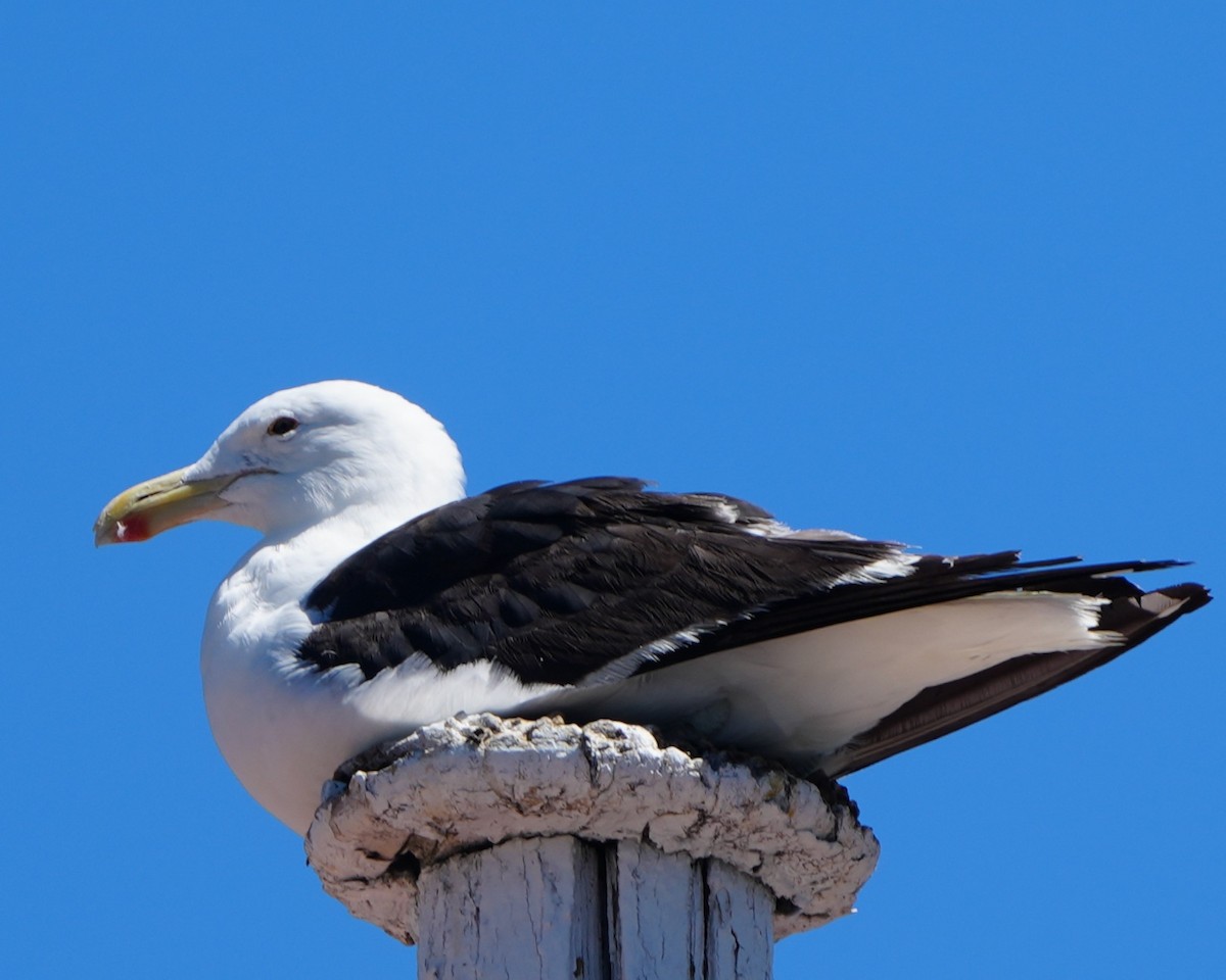 Kelp Gull - ML615099494