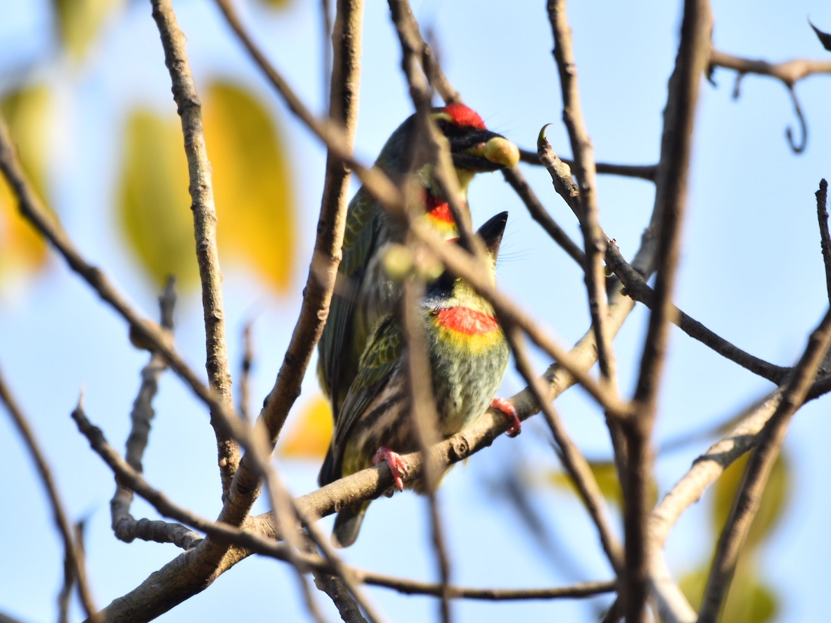 Coppersmith Barbet - ML615099505