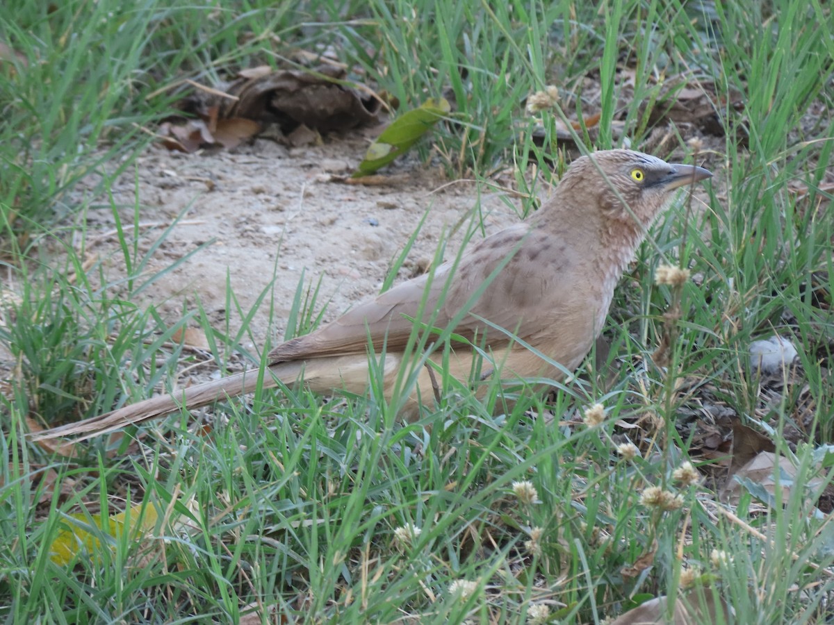 Large Gray Babbler - Gerry Hawkins