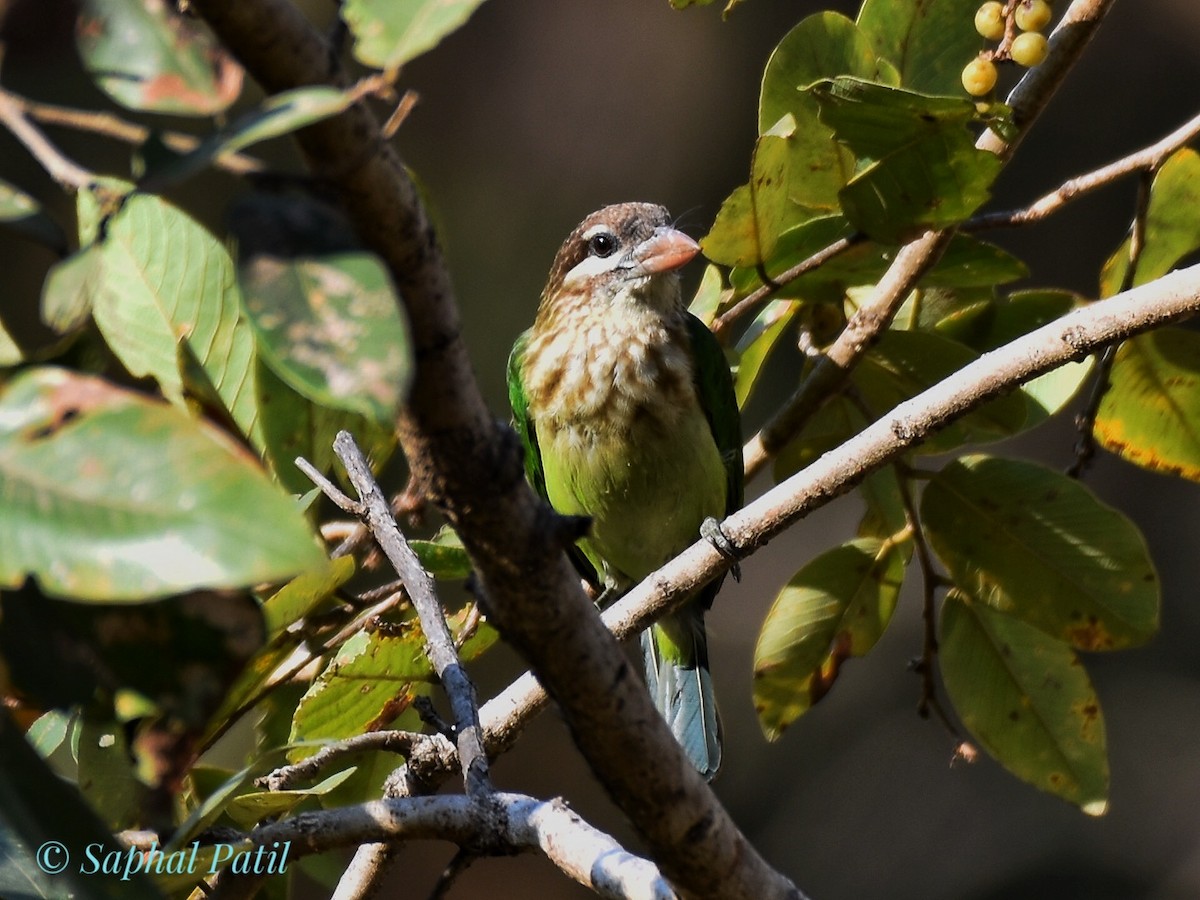 White-cheeked Barbet - ML615099516
