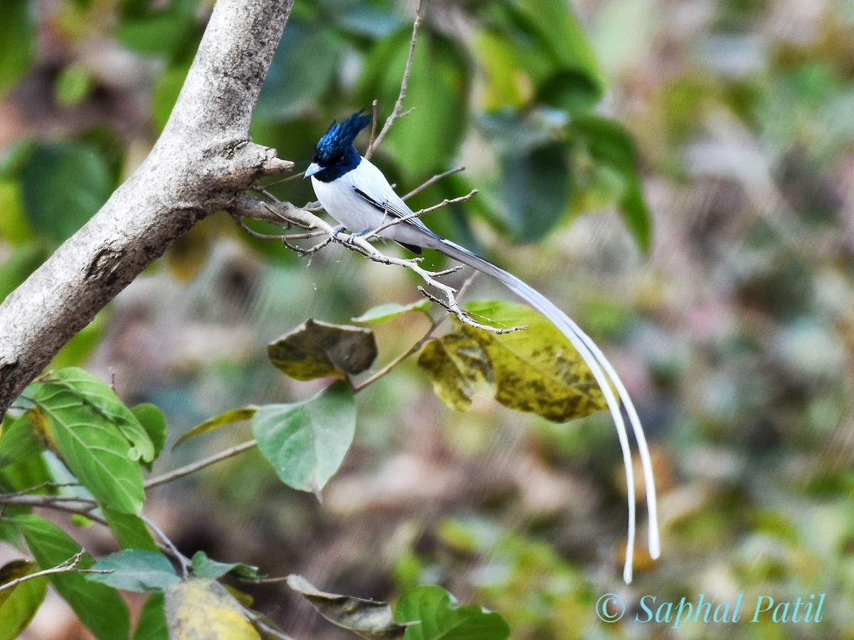 Indian Paradise-Flycatcher - ML615099523