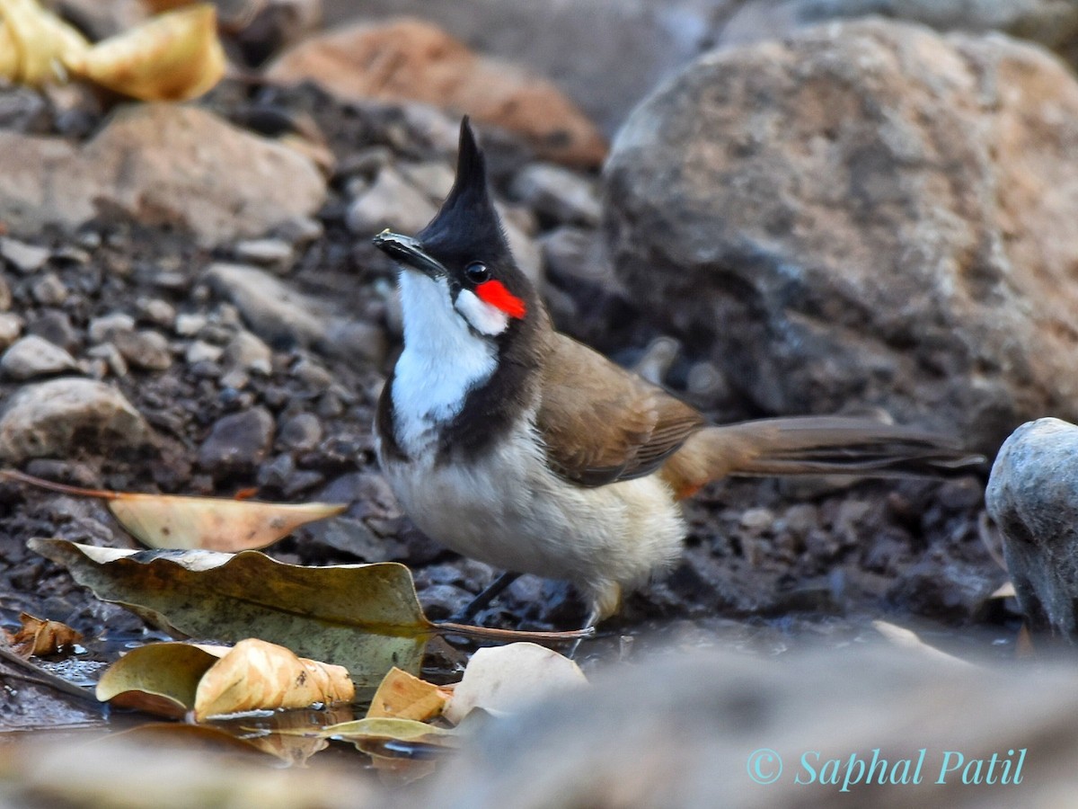 Red-whiskered Bulbul - ML615099529