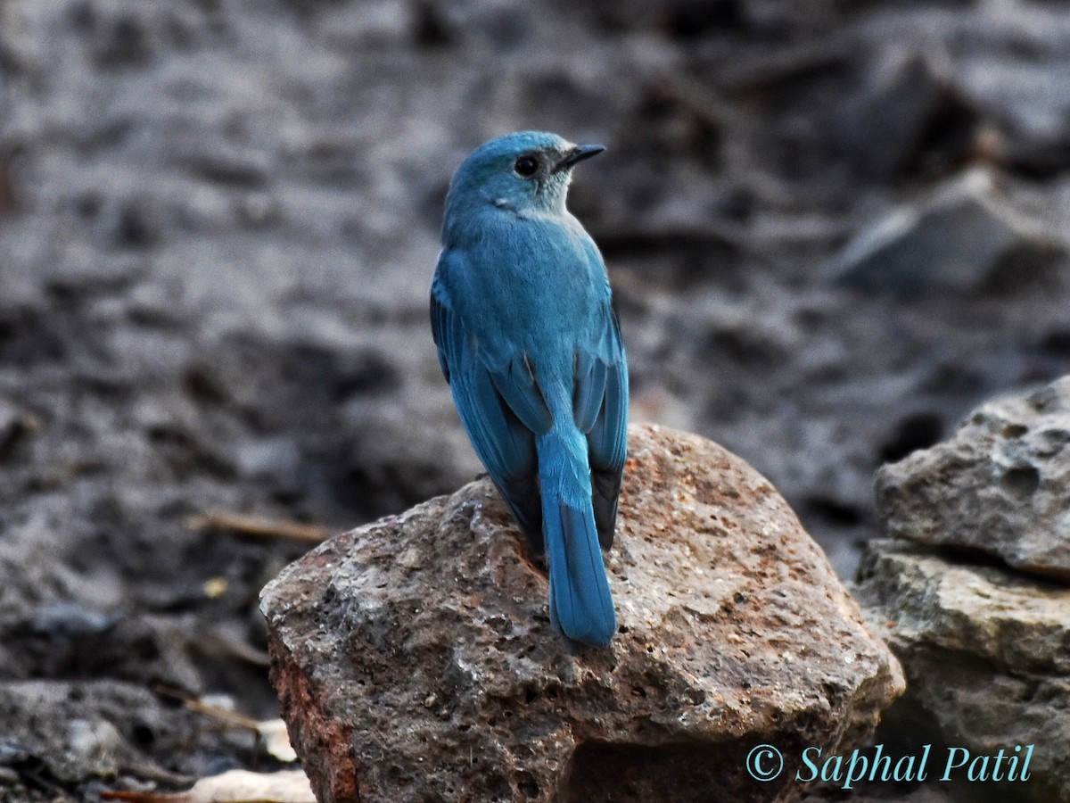 Verditer Flycatcher - ML615099536