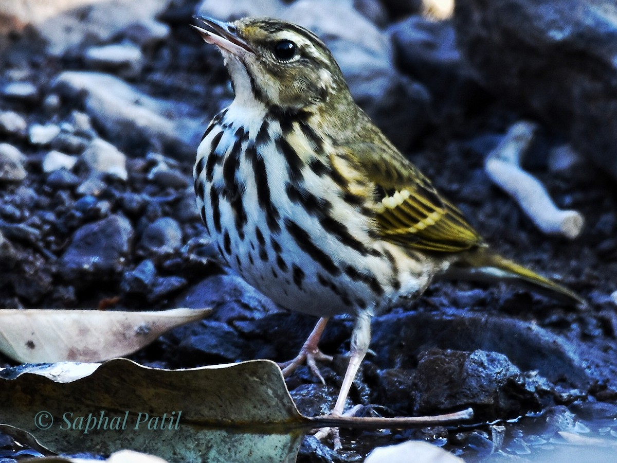 Olive-backed Pipit - ML615099550