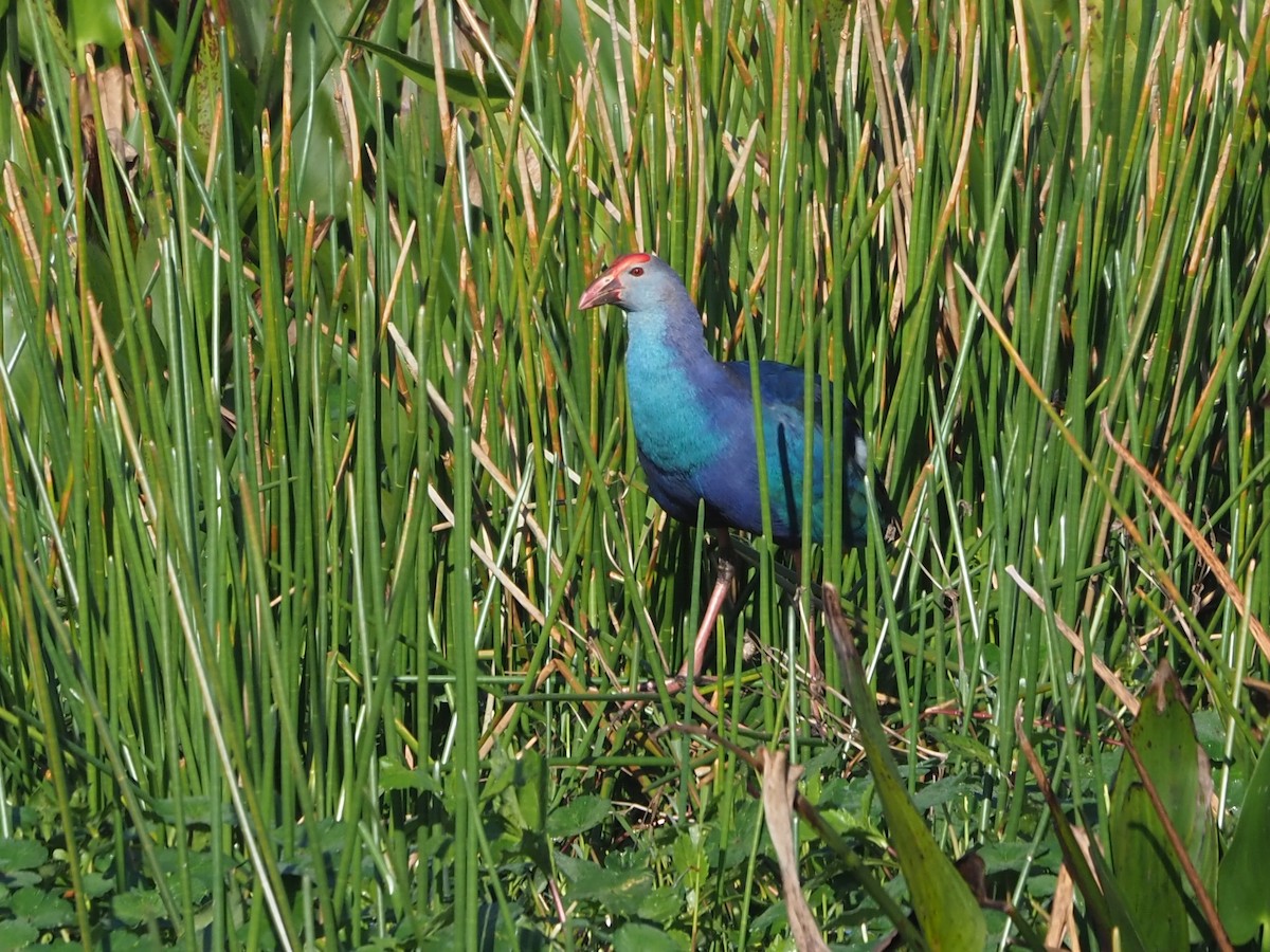 Gray-headed Swamphen - ML615099563