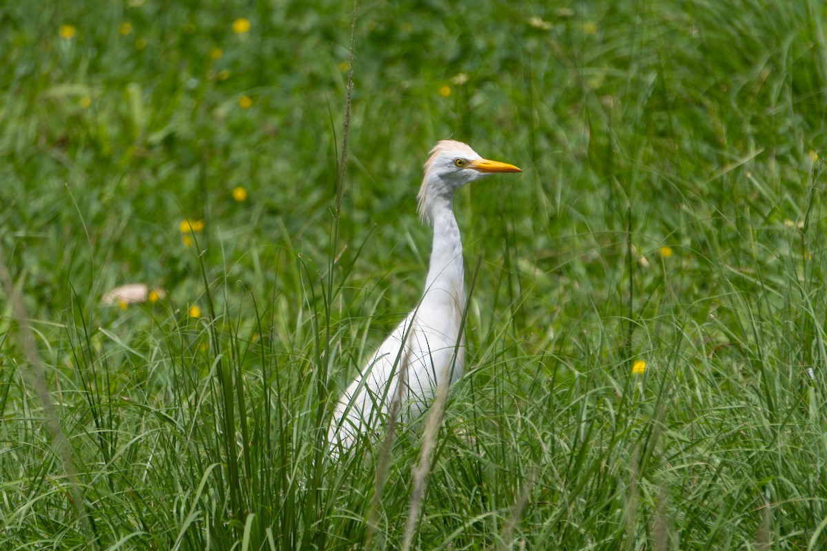 Western Cattle Egret - ML615099571