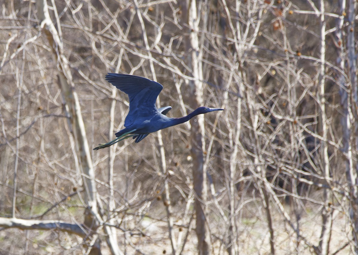 Little Blue Heron - ML615099575