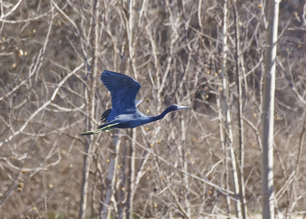 Little Blue Heron - ML615099576