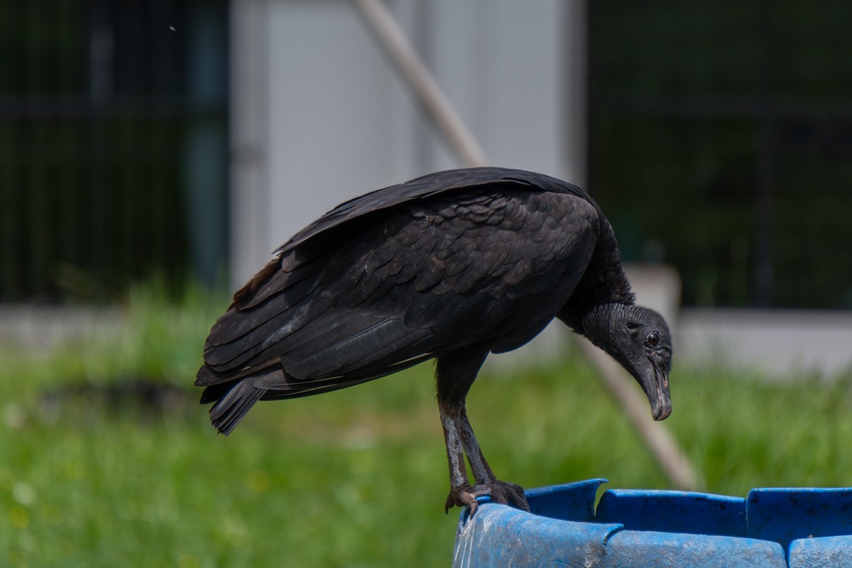 Black Vulture - ML615099577
