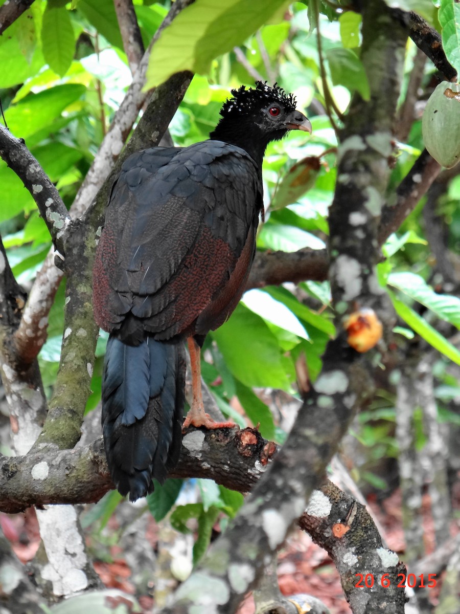 Red-billed Curassow - Gabriel Bonfa