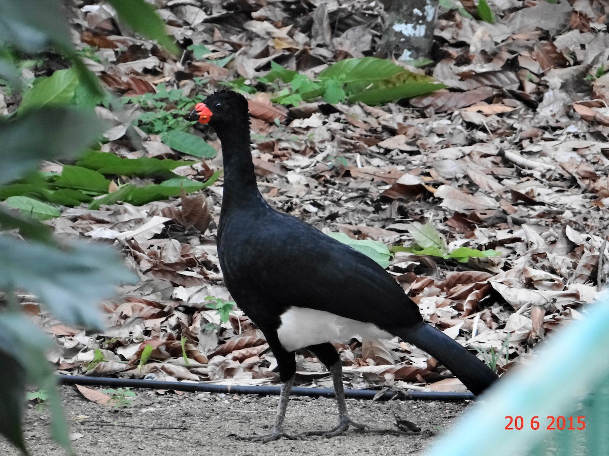 Red-billed Curassow - ML615099605