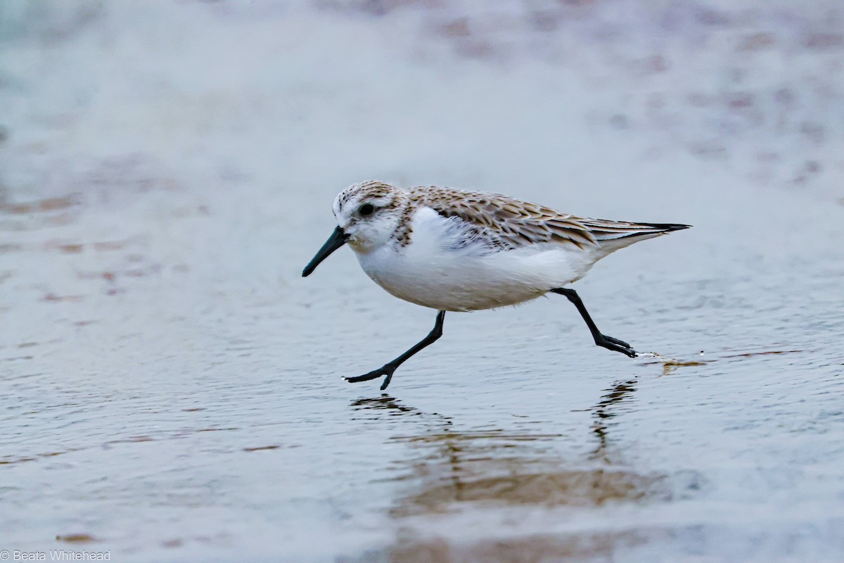 Bécasseau sanderling - ML615099639