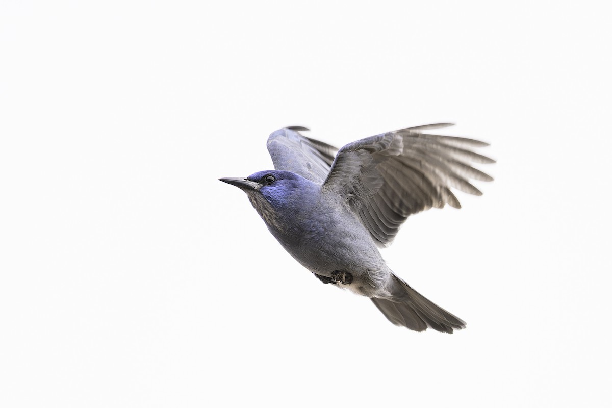 Pinyon Jay - ML615099642