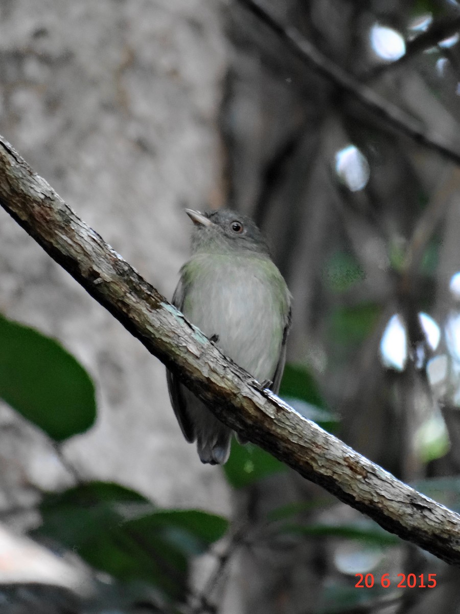 White-crowned Manakin - ML615099645