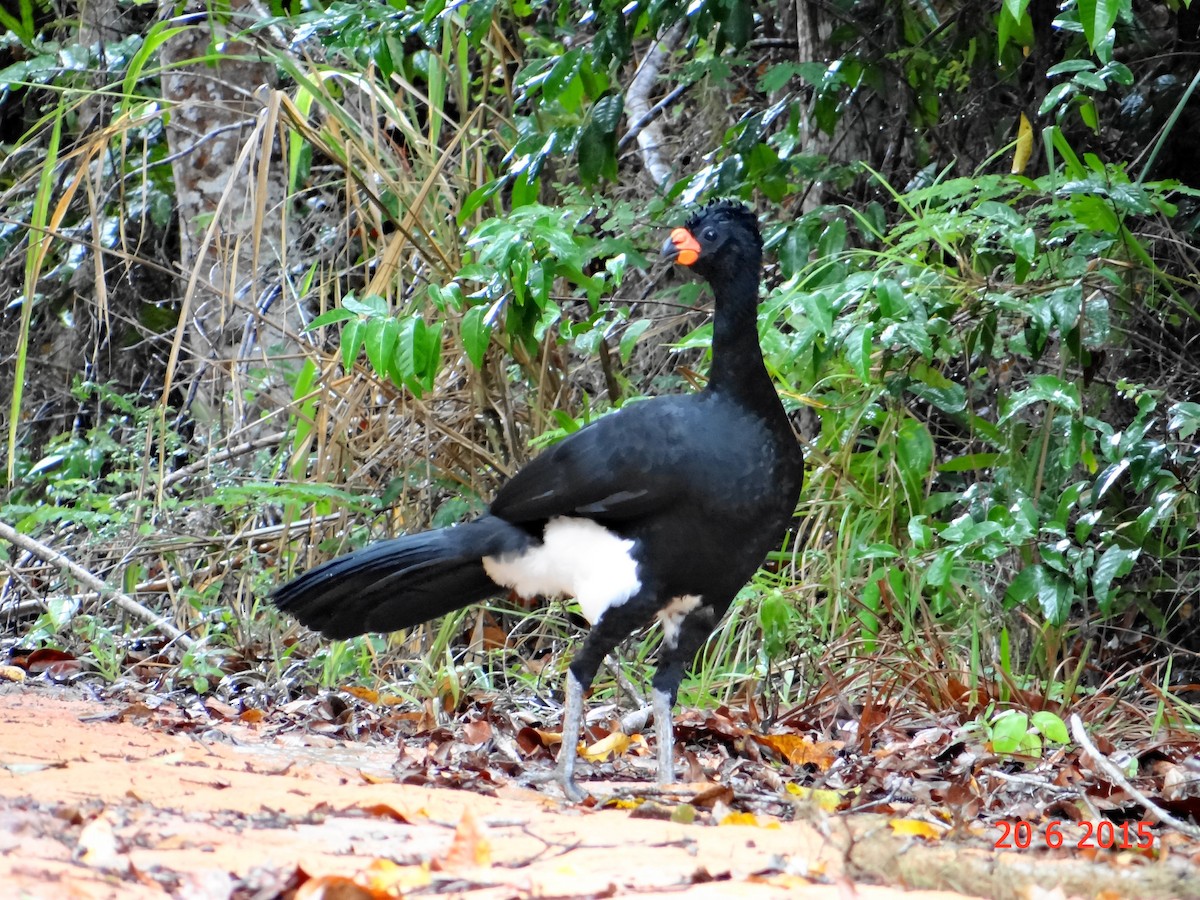 Red-billed Curassow - ML615099656