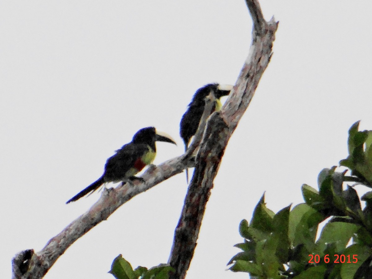 Black-necked Aracari - Gabriel Bonfa