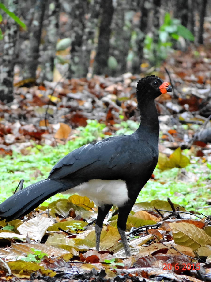 Red-billed Curassow - ML615099664