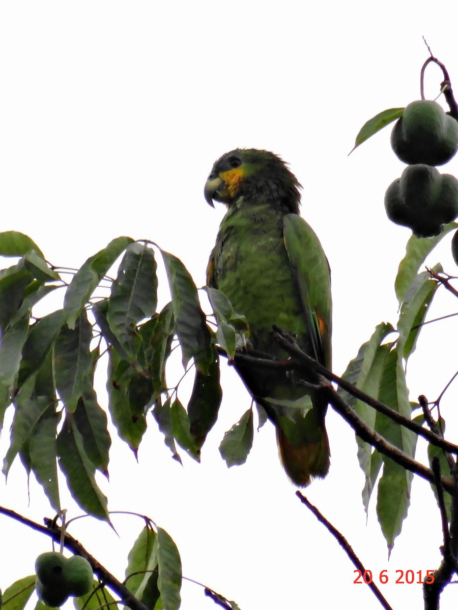 Orange-winged Amazon - ML615099668