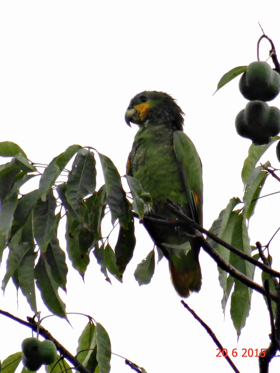 Orange-winged Parrot - Gabriel Bonfa