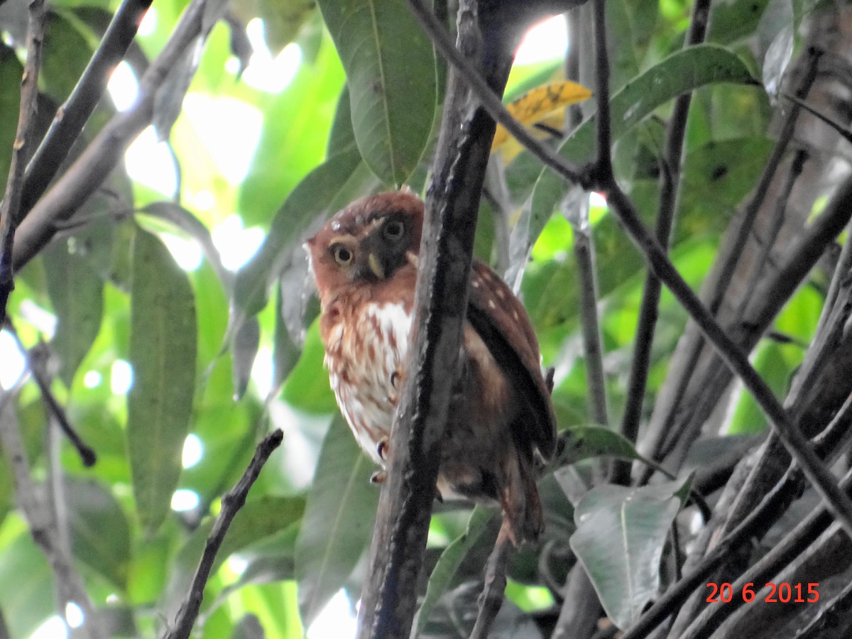 Ferruginous Pygmy-Owl - Gabriel Bonfa