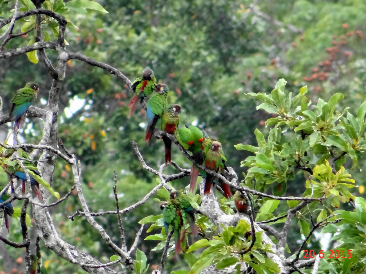 Maroon-faced Parakeet - Gabriel Bonfa