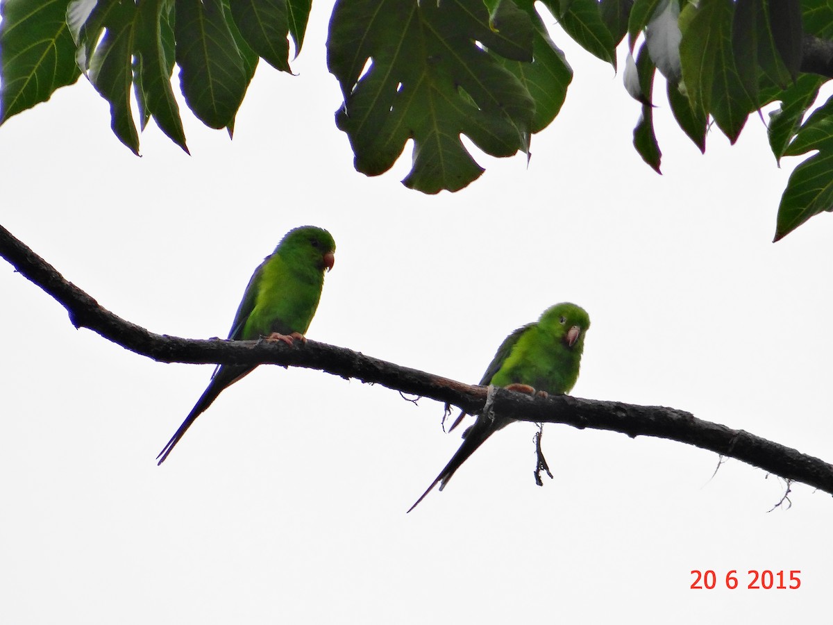 Plain Parakeet - ML615099685