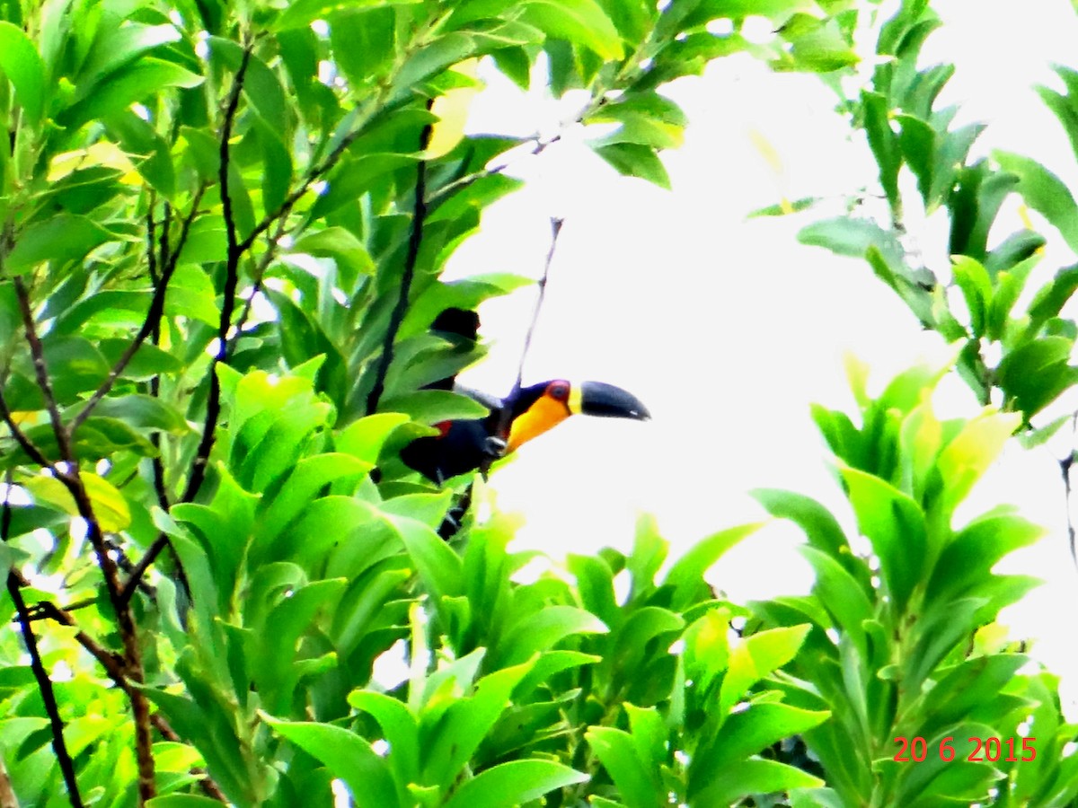 Channel-billed Toucan - ML615099698