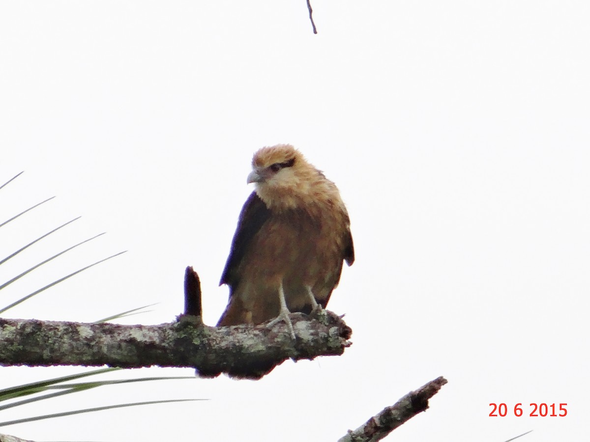 Caracara à tête jaune - ML615099706