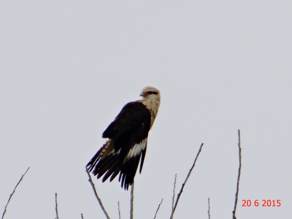 Caracara à tête jaune - ML615099707