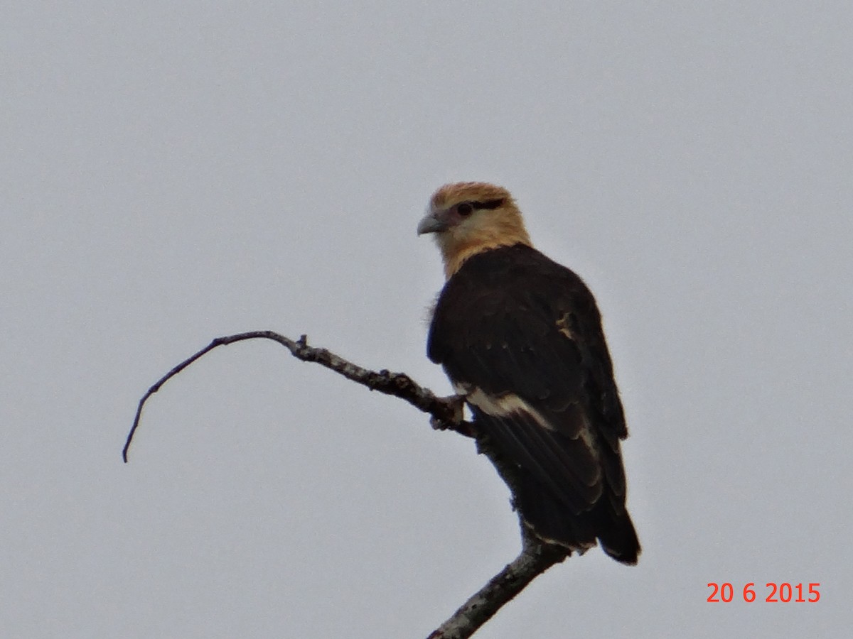 Caracara à tête jaune - ML615099708