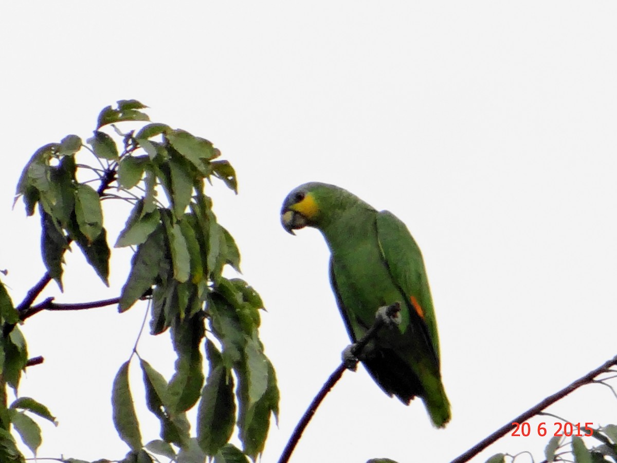 Orange-winged Amazon - ML615099713
