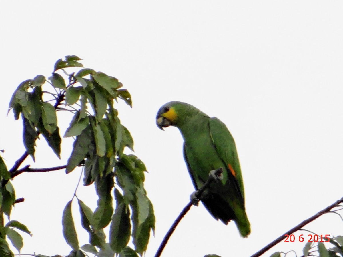 Orange-winged Parrot - Gabriel Bonfa