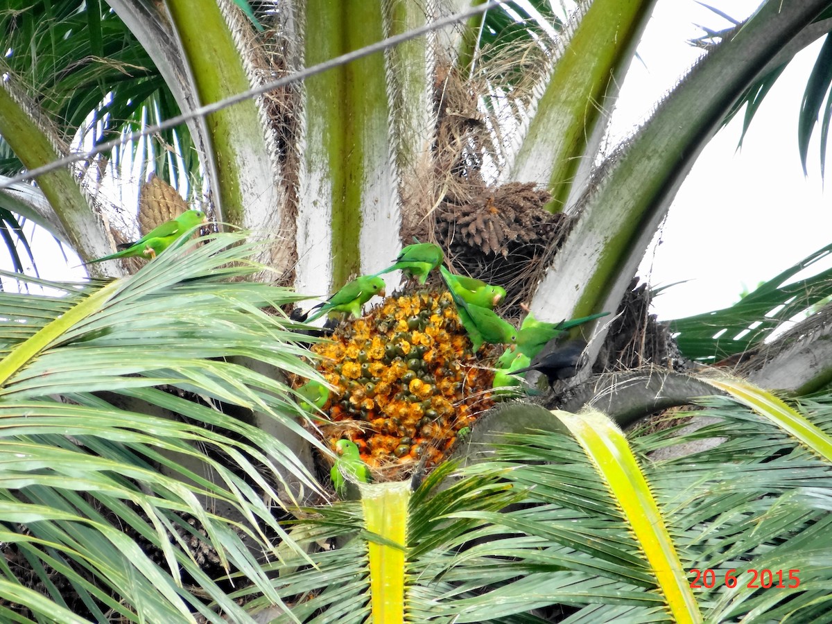 Plain Parakeet - Gabriel Bonfa