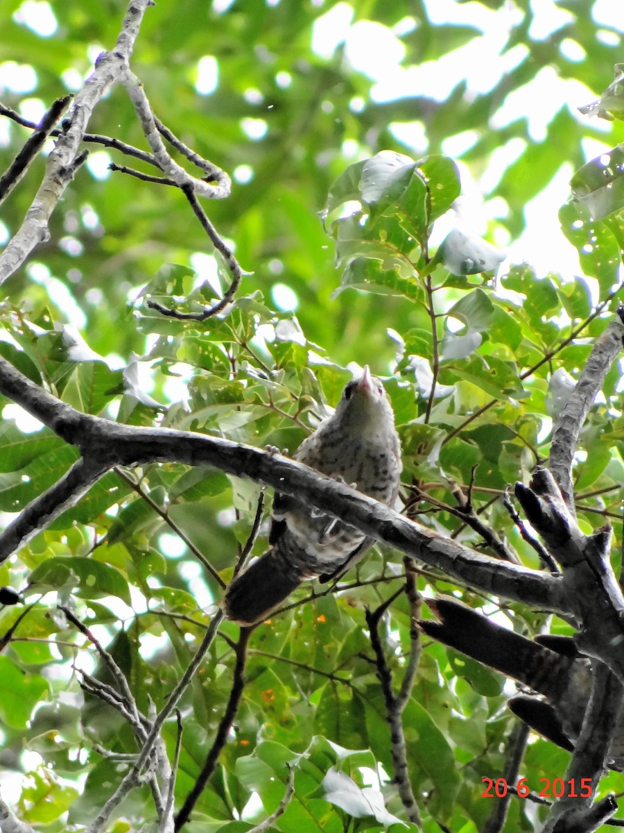 Thrush-like Wren - Gabriel Bonfa