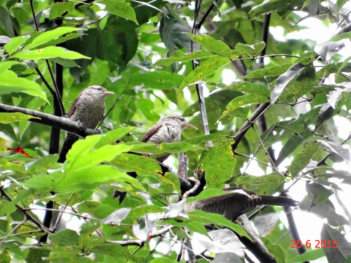 Thrush-like Wren - Gabriel Bonfa