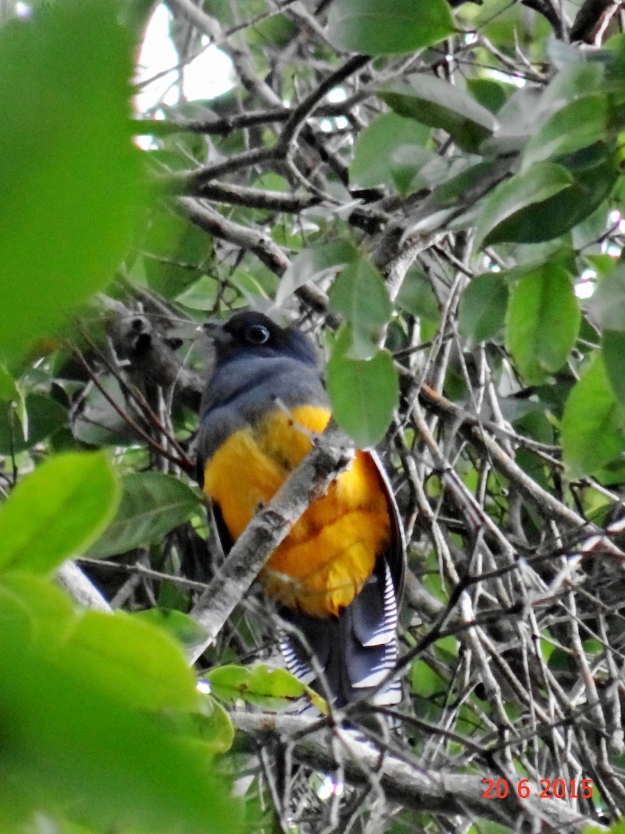 trogon zelenohřbetý - ML615099732