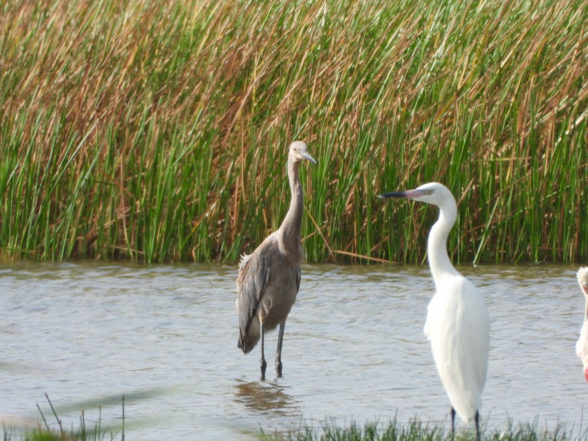 Reddish Egret - ML615099738