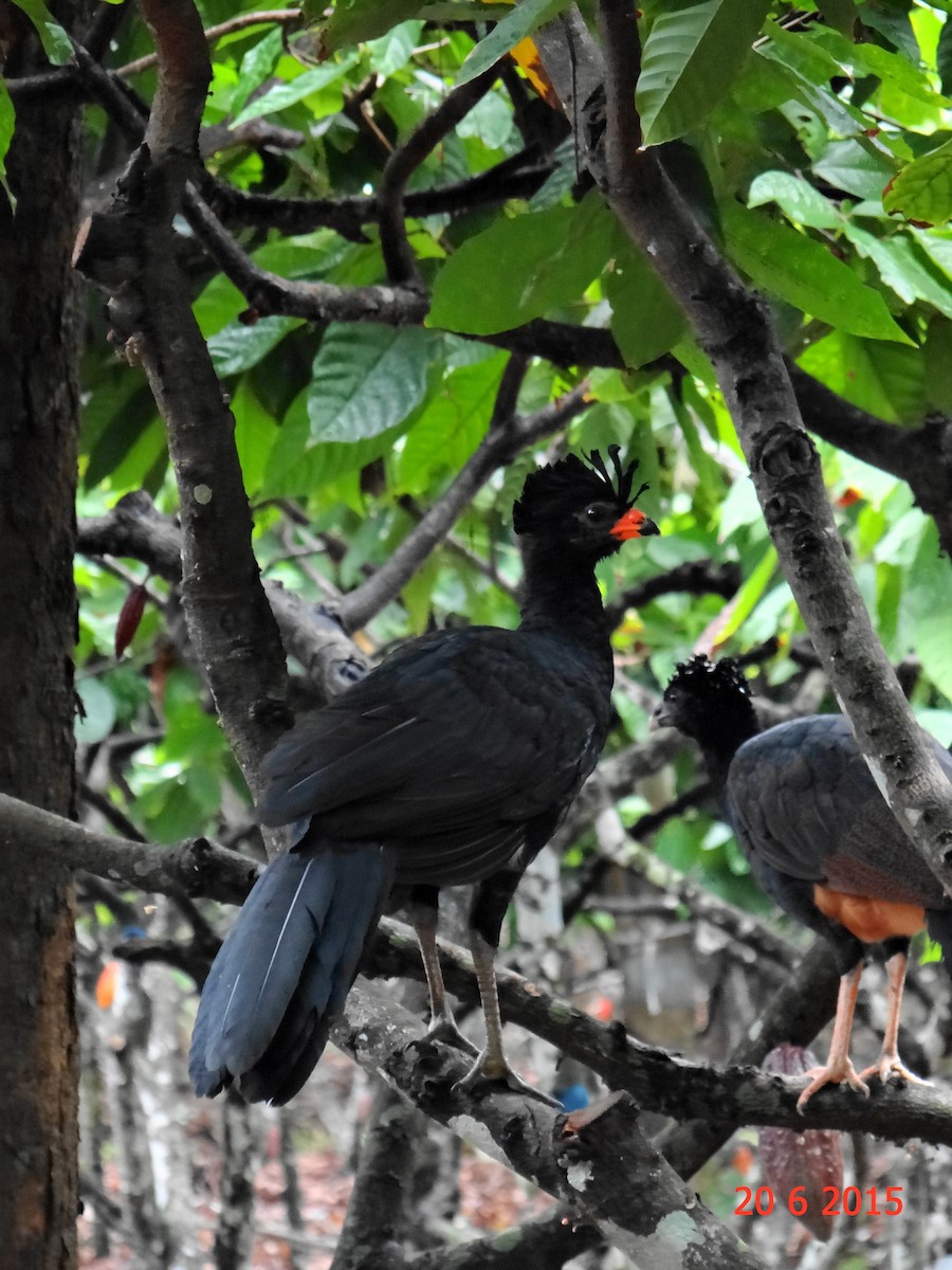 Red-billed Curassow - ML615099741