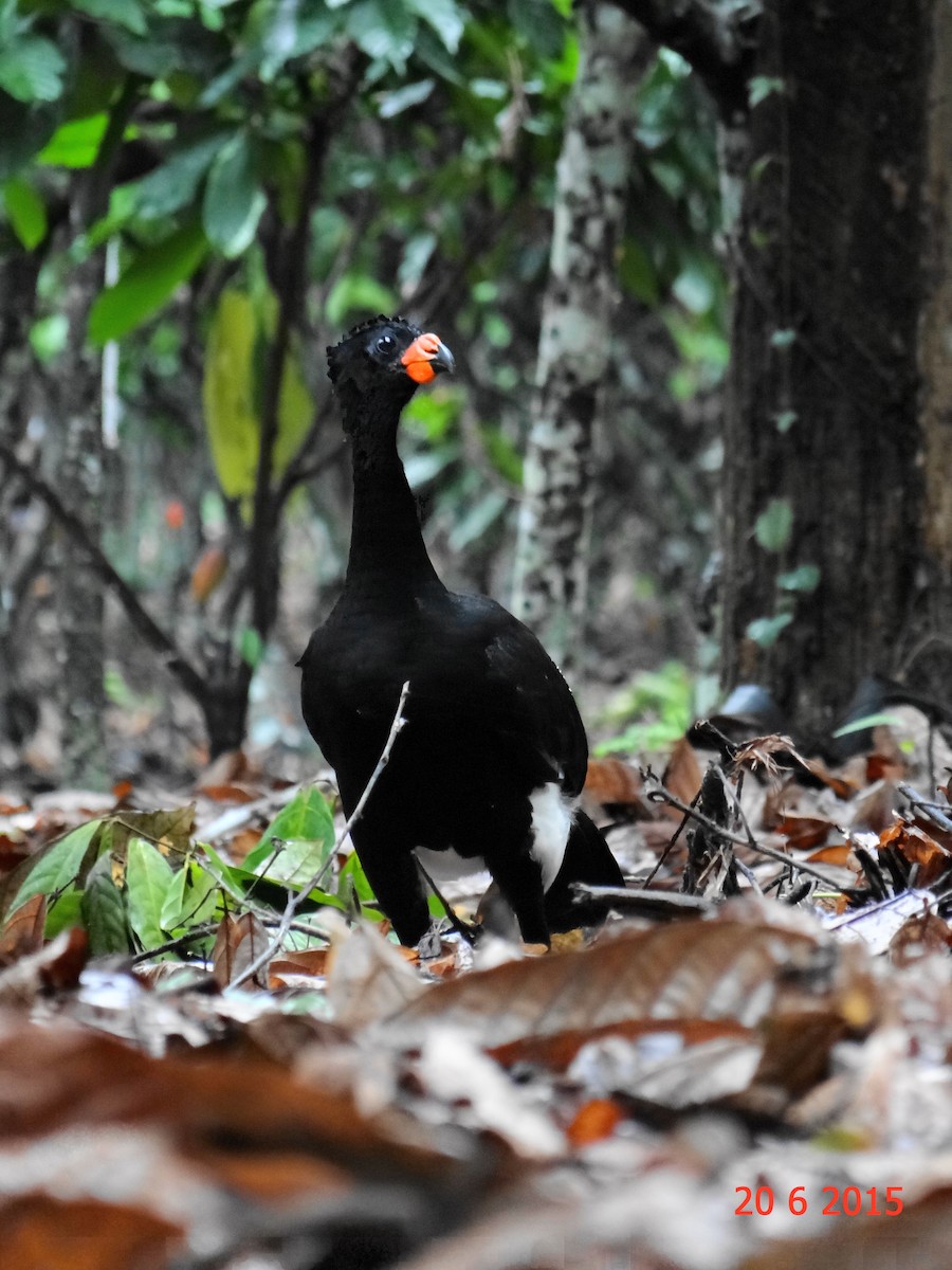 Red-billed Curassow - Gabriel Bonfa