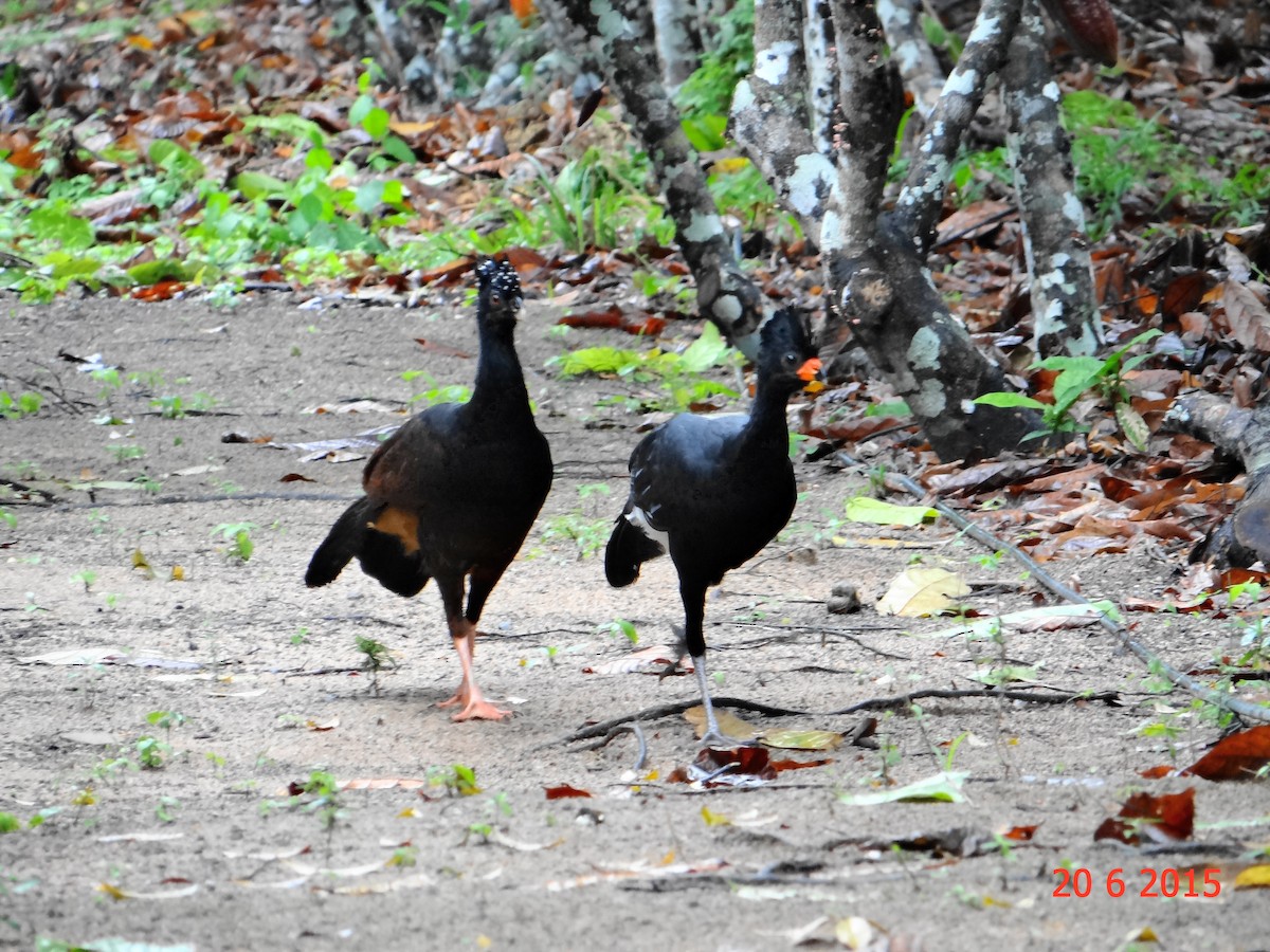 Red-billed Curassow - ML615099743