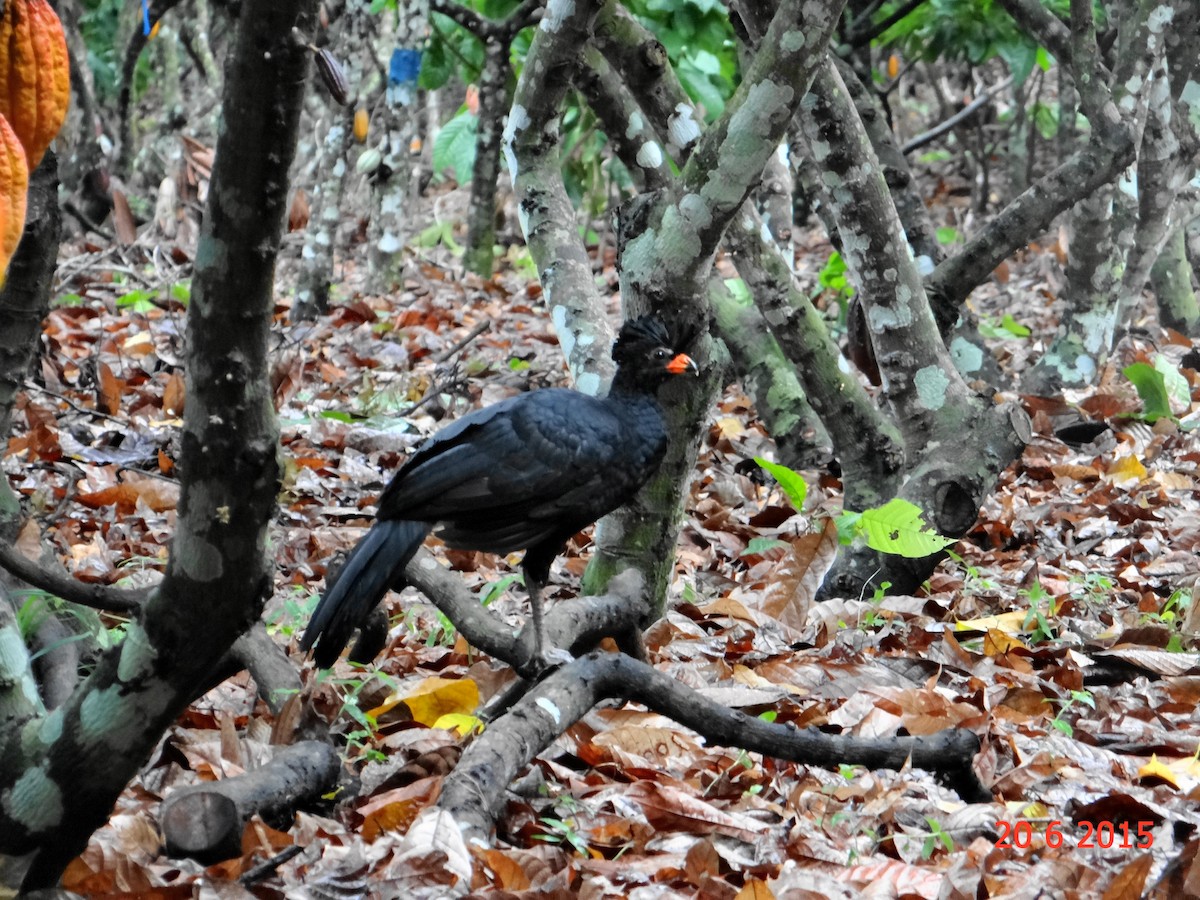 Red-billed Curassow - ML615099744