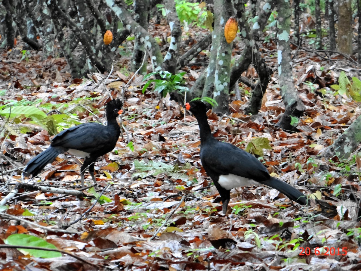 Red-billed Curassow - Gabriel Bonfa