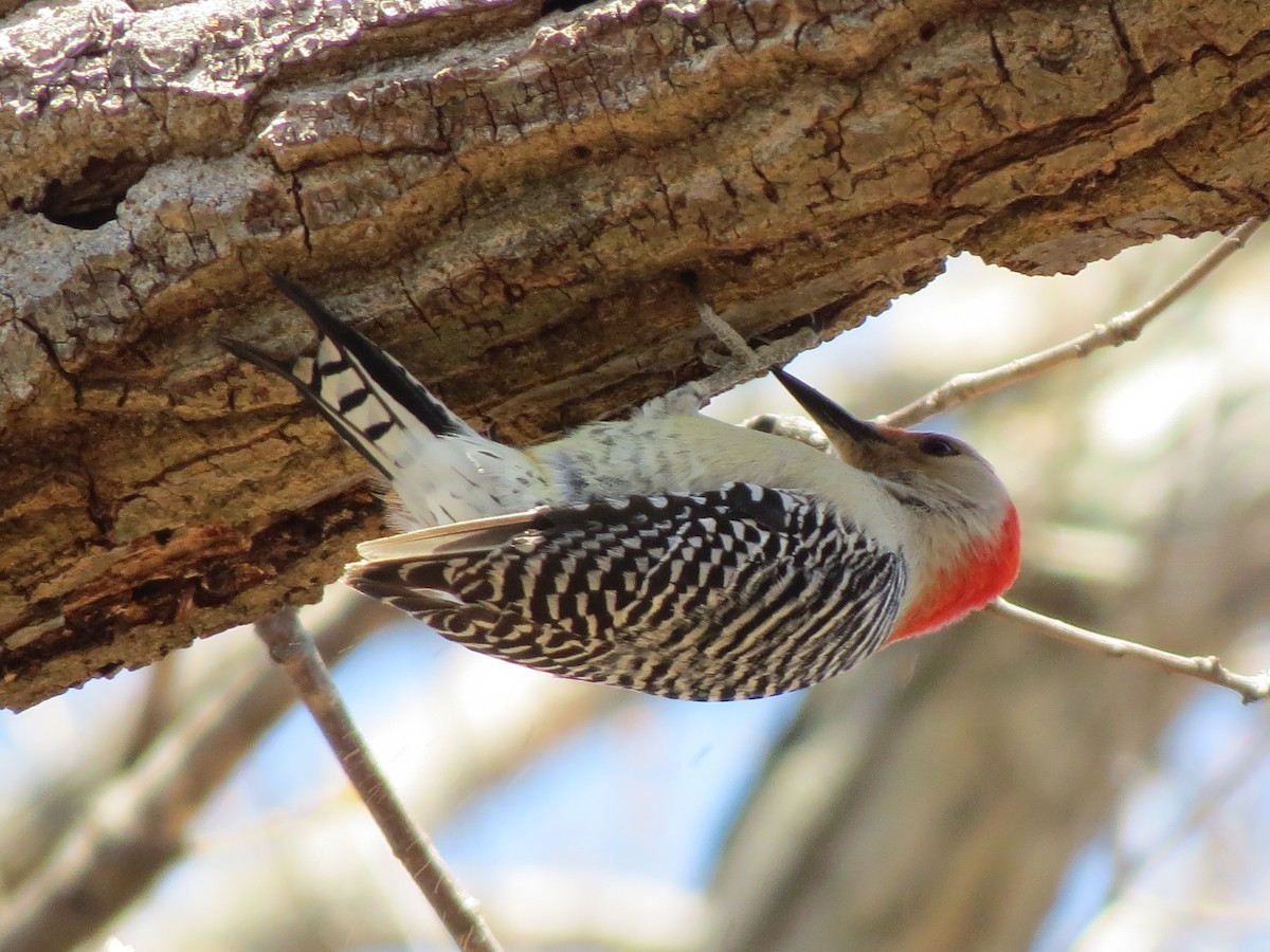 Red-bellied Woodpecker - ML615099771